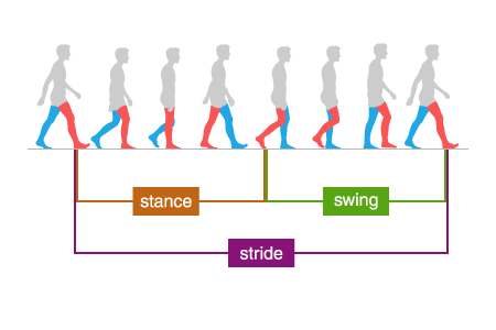 Each stride is composed of stance and swing phases